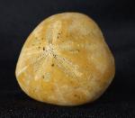 Plesiaster tranghayensis (LAMBERT 1936) - Bild &copy; FossNet FossilienStore